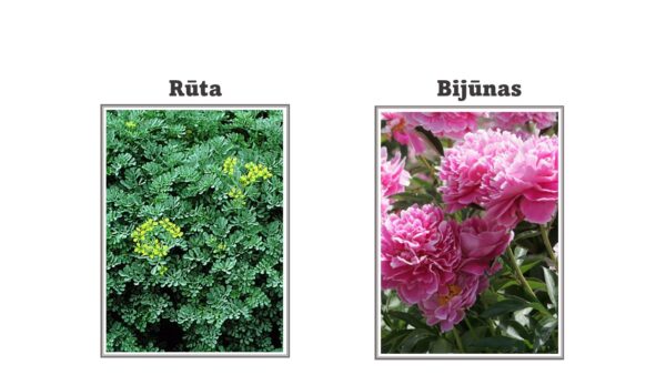 SPOTLIGHT ON LITHUANIAN CULTURE! CHAPTER 7: Lithuanian flowers